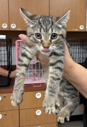 Ashton, kitten, available for adoption