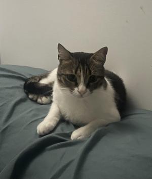 A black and white cat lying on a gray blanket.