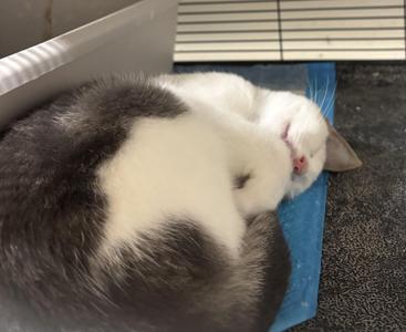 Gobi, kitten, available for adoption