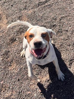 Apricot, Pit Bull Terrier, adult, available for adoption