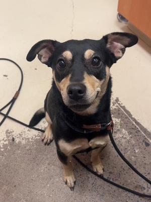 Nysa, Miniature Pinscher, adult, available for adoption