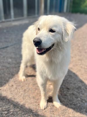 Yeti, Great Pyrenees, adult, available for adoption
