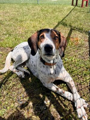 Barney, Hound, senior, available for adoption