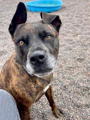 Jade, Pit Bull Terrier, adult, available for adoption