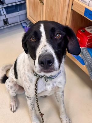 Obie, German Shorthaired Pointer, adult, available for adoption
