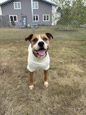 Copper, Pit Bull Terrier, senior, available for adoption