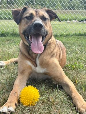 Timone, German Shepherd Dog / Pit Bull Terrier, adult, available for adoption