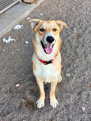 A happy dog with a red collar sitting on a gravel surface, looking up with its mouth open and tongue out.