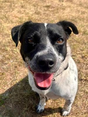 Chico, Australian Cattle Dog/Blue Heeler, adult, available for adoption