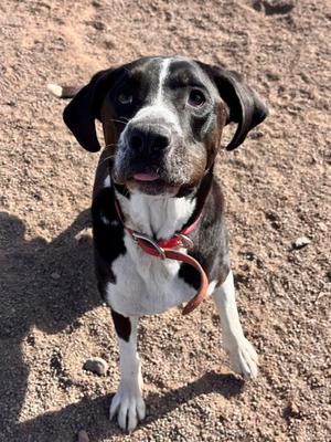 Abby, English Mastiff / Labrador Retriever, adult, available for adoption