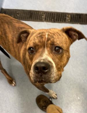 Buttercup, Boxer / Pit Bull Terrier, adult, available for adoption