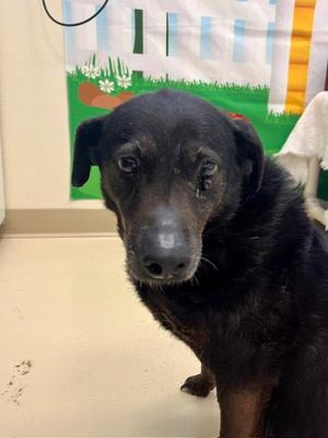 Amelia, Labrador Retriever, senior, available for adoption