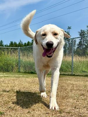 Henry Ford, Labrador Retriever / Great Pyrenees, adult, available for adoption