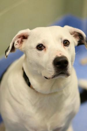 A white dog with floppy ears and brown eyes, wearing a black collar, looking directly at the camera.