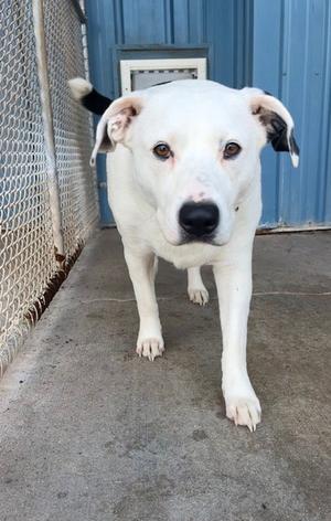 Rhonda, Pit Bull Terrier, senior, available for adoption