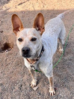 A white dog with brown spots and large ears standing on a dirt ground.