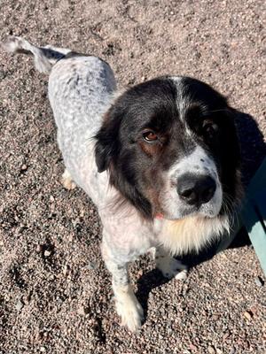 Lilly, Great Pyrenees, adult, available for adoption