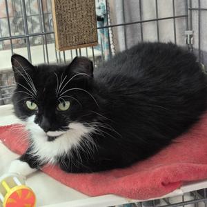 Penelope, adult, available for adoption