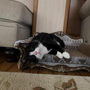 Baby Boy, adult, available for adoption