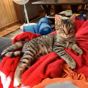 Ruthie, kitten, available for adoption