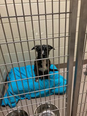 Bonnie, Terrier/Shepherd, adult, available for adoption