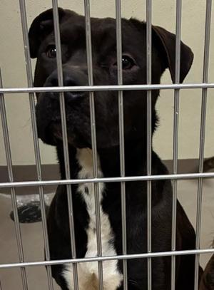 Big Boy, Pit Bull Terrier, adult, available for adoption