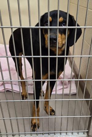 Snickerdoodle, Black and Tan Coonhound, young, available for adoption