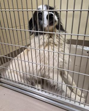 A fluffy white and black dog sitting in a metal cage, looking up with its head tilted.