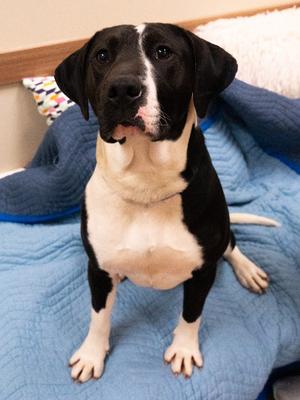 Michelangelo, Hound, young, available for adoption
