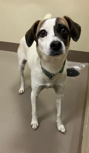 A small dog with a white and brown coat, wearing a green collar, standing on a tiled floor.