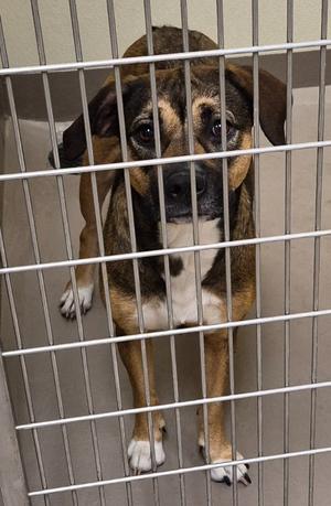 Taylor, Pit Bull Terrier, adult, available for adoption