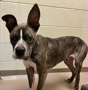Odin, Pit Bull Terrier, young, available for adoption