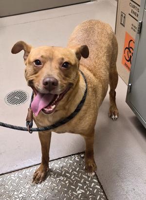 Caitlin Bark, Pit Bull Terrier, adult, available for adoption