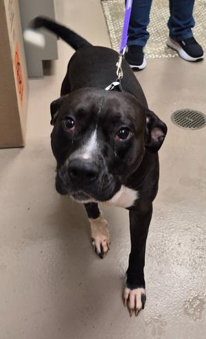 Axis, Pit Bull Terrier/Boxer, young, available for adoption