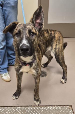 Charles, Staffordshire Bull Terrier/Husky, young, available for adoption
