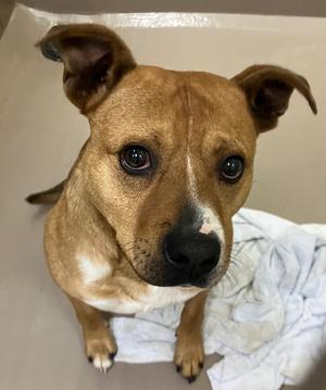 Marmot, Hound, young, available for adoption