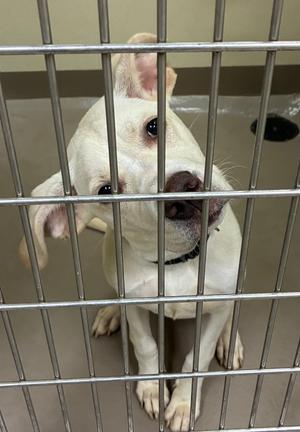 A white dog with a black nose and floppy ears is sitting behind a metal cage. The dog is wearing a black collar and looking directly at the camera.
