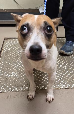 Duke, Jack Russell Terrier, adult, available for adoption