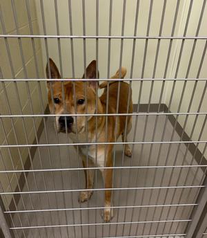 Jif, Akita, adult, available for adoption