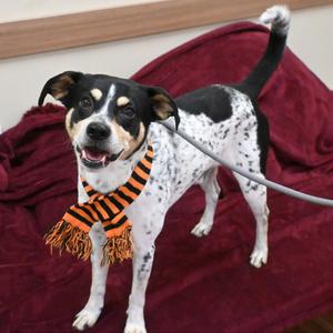 Oreo, Terrier, young, available for adoption