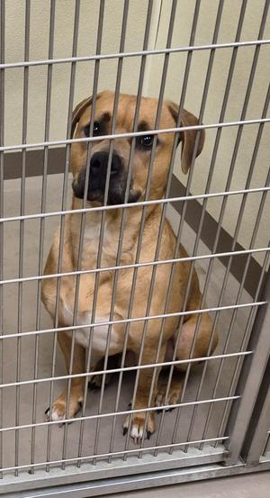 A tan dog with a black muzzle sitting inside a kennel behind vertical metal bars.