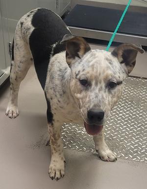 Orion, English Bulldog/Australian Cattle Dog/Blue Heeler, young, available for adoption