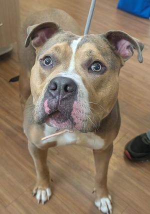 Flo, Pit Bull Terrier, adult, available for adoption