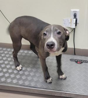 Egg Roll (Bella), Pit Bull Terrier, adult, available for adoption