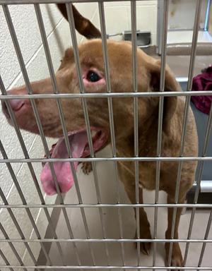 King, Labrador Retriever, adult, available for adoption