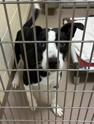 Coffee Cake, Border Collie/Pit Bull Terrier, adult, available for adoption