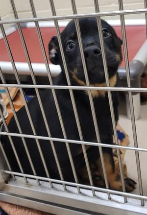 Blue (Tagalong), Australian Kelpie/English Bulldog, young, available for adoption