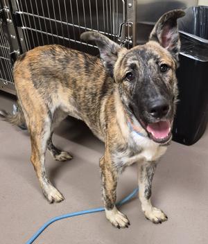 Chance, Staffordshire Bull Terrier/Husky, young, available for adoption