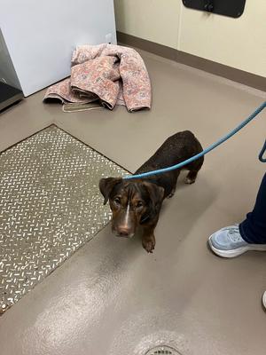 A brown dachshund on a blue leash standing on a metal mat in a room with a white wall and a person wearing white shoes.