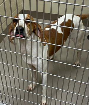 Okapi, Hound, adult, available for adoption